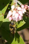 Image of Criorhina nigripes (Williston 1882)