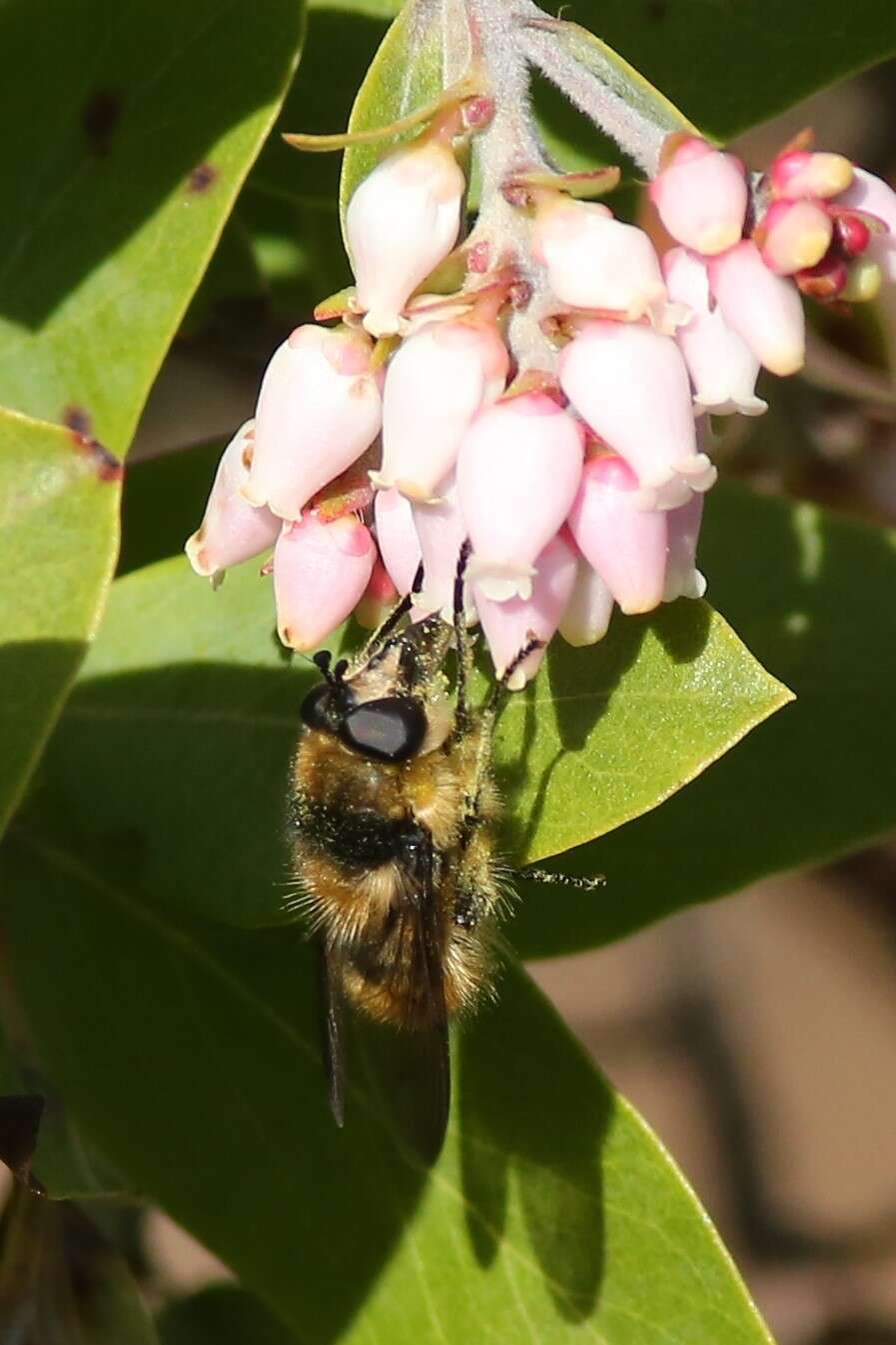 Image of Criorhina nigripes (Williston 1882)