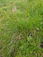 Image de Carex ferruginea Scop.