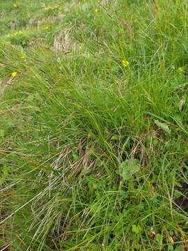 Image de Carex ferruginea Scop.