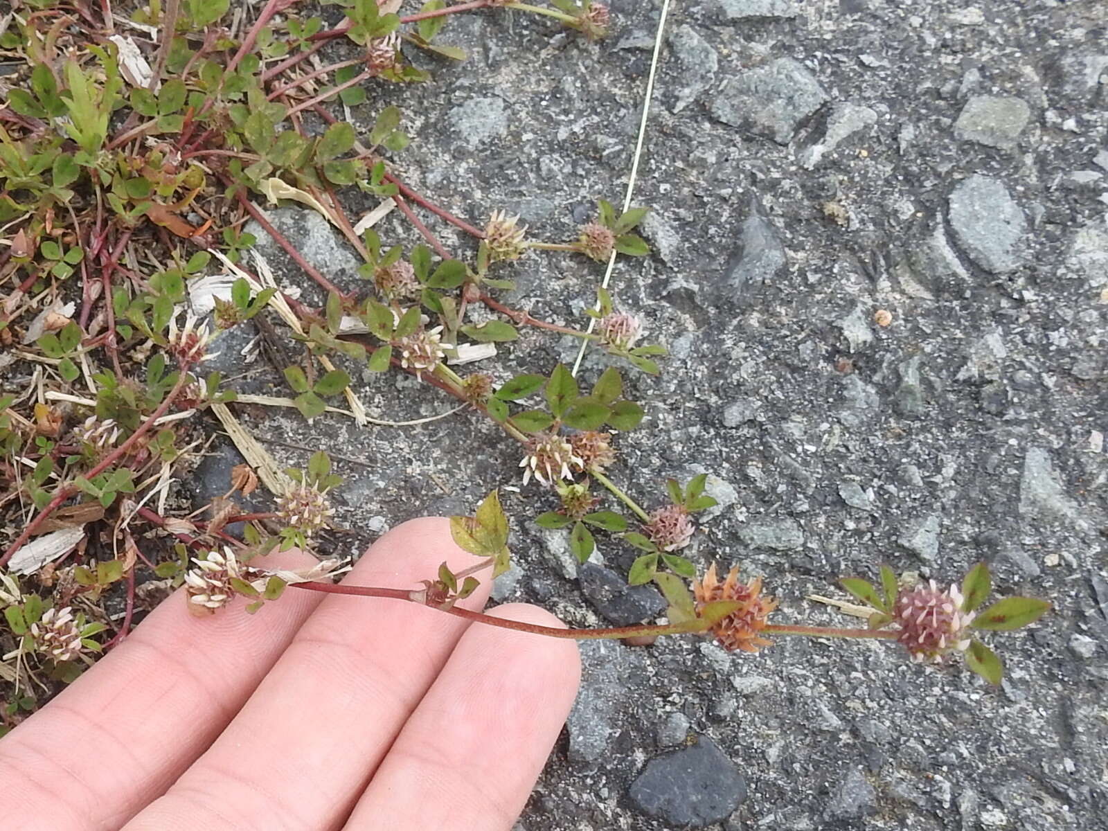 Image de Trifolium glomeratum L.