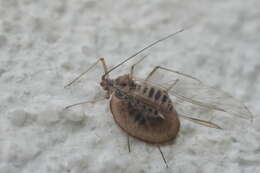 Image of Common sycamore aphid