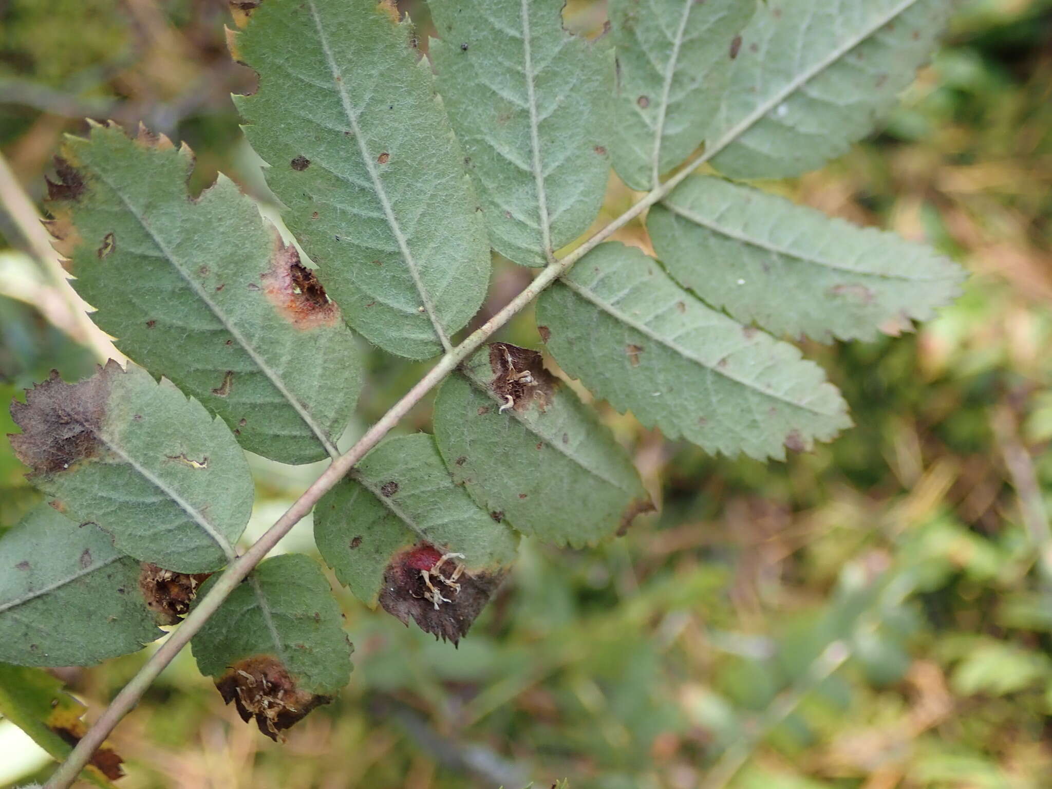 Sivun Gymnosporangium cornutum Arthur ex F. Kern 1911 kuva