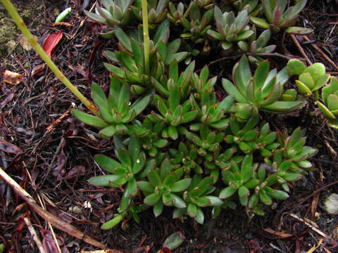 Image of Echeveria bicolor (Kunth) Walther