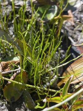 Image of Pillwort