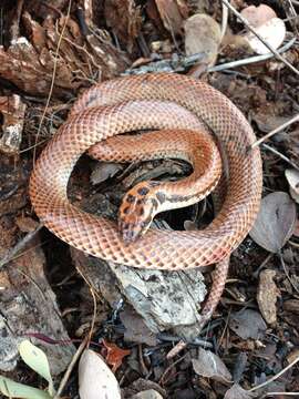 Image of Little Spotted Snake