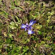 Image of Herbertia pulchella Sweet