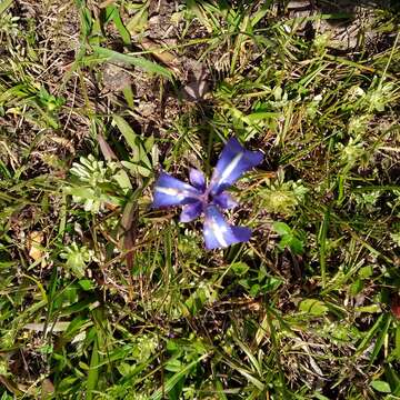 Image of Herbertia pulchella Sweet