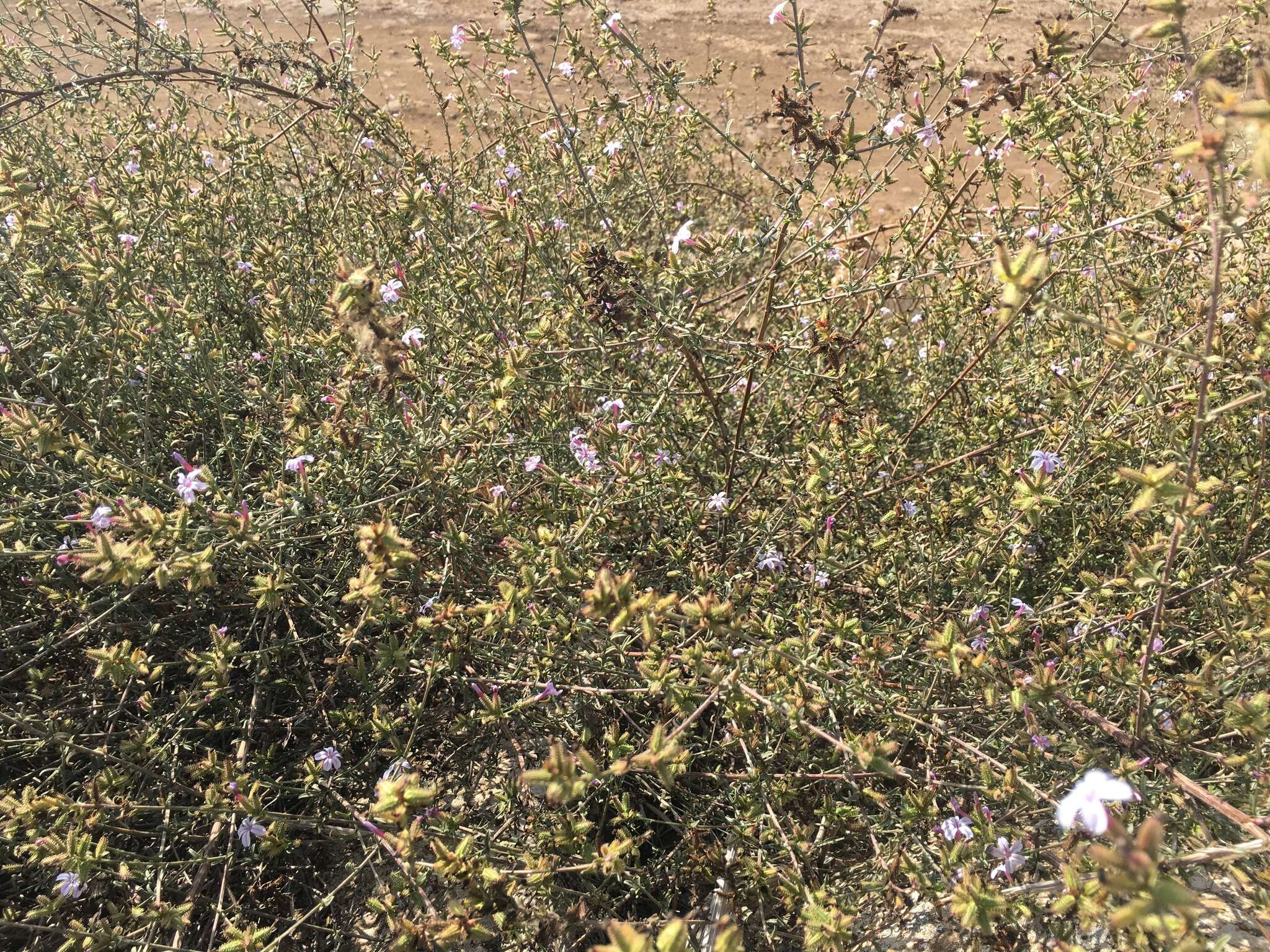 Image of Plumbago europaea L.