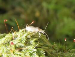 Image of Syneta albida J. L. Le Conte 1857