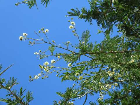 Image of Vachellia robusta subsp. clavigera (E. Mey.) Kyal. & Boatwr.