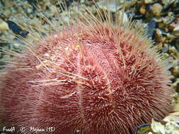 Image of purple heart urchin