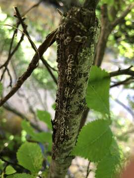 Image of European elm scale