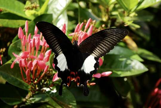 Sivun Papilio iswara White 1842 kuva