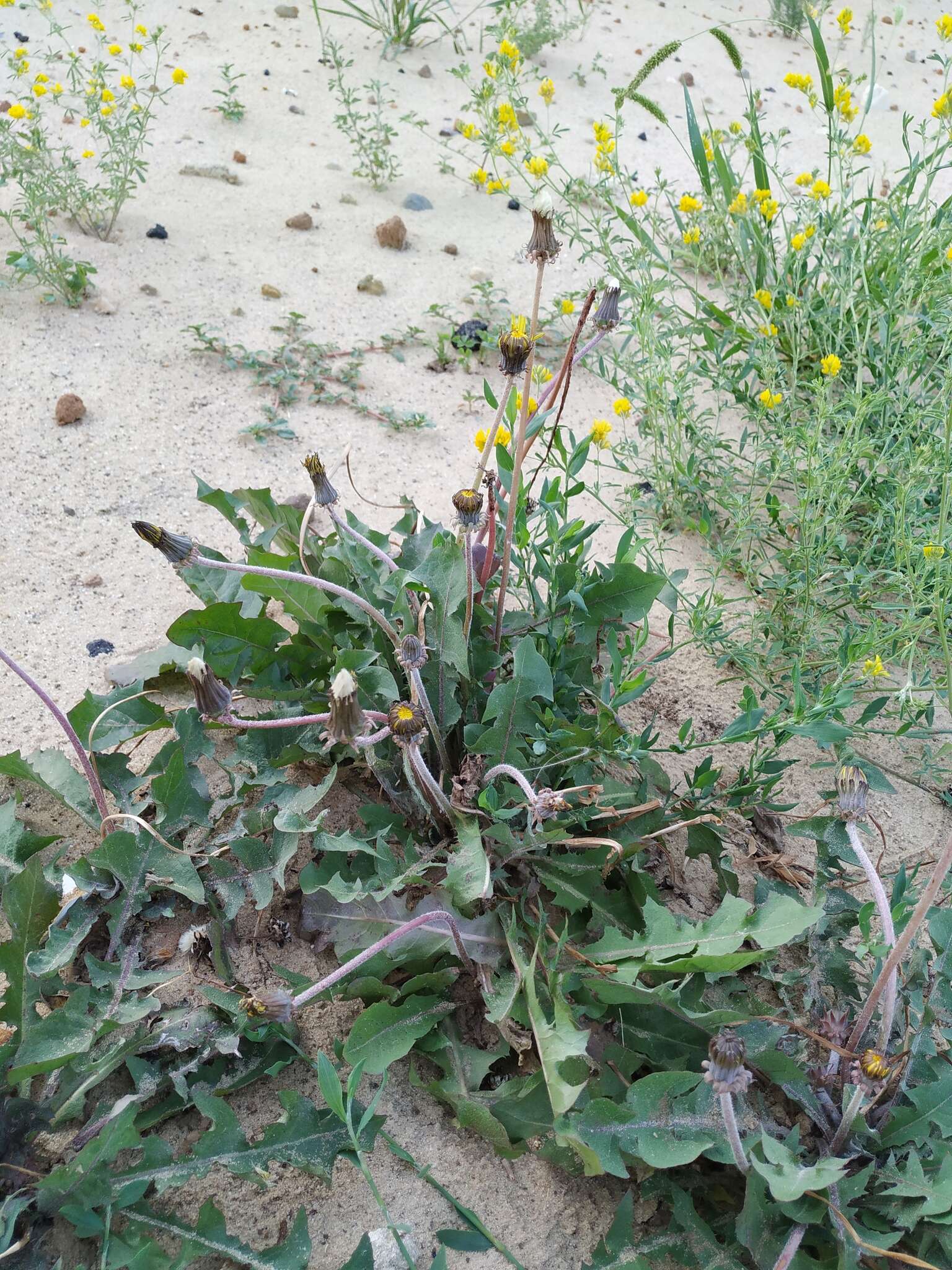 Sivun Taraxacum serotinum (Waldst. & Kit.) Poir. kuva