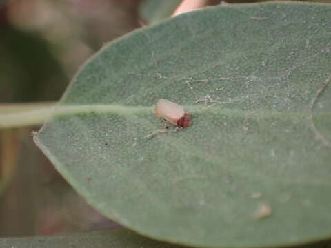 Image of Neophyllura bicolor (Martin 1931)