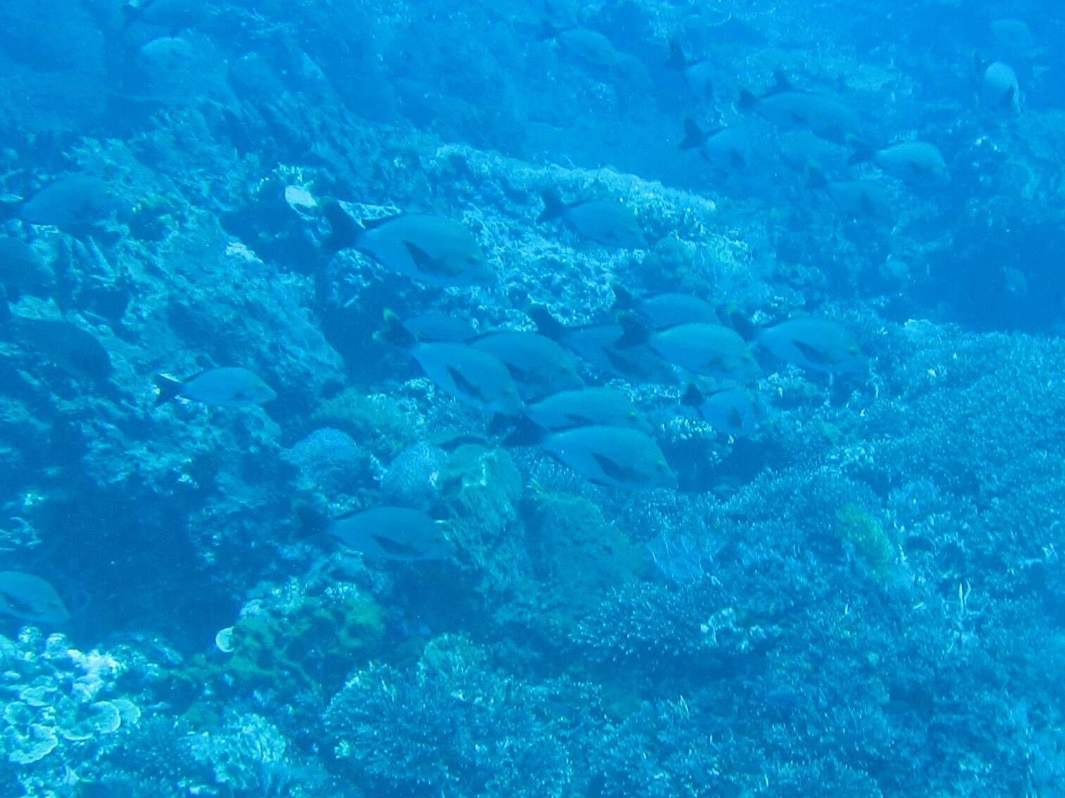 Image of Humpback red snapper