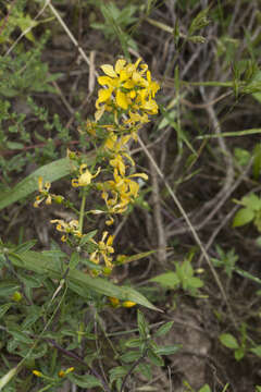 Image of Hypericum elongatum Ledeb.