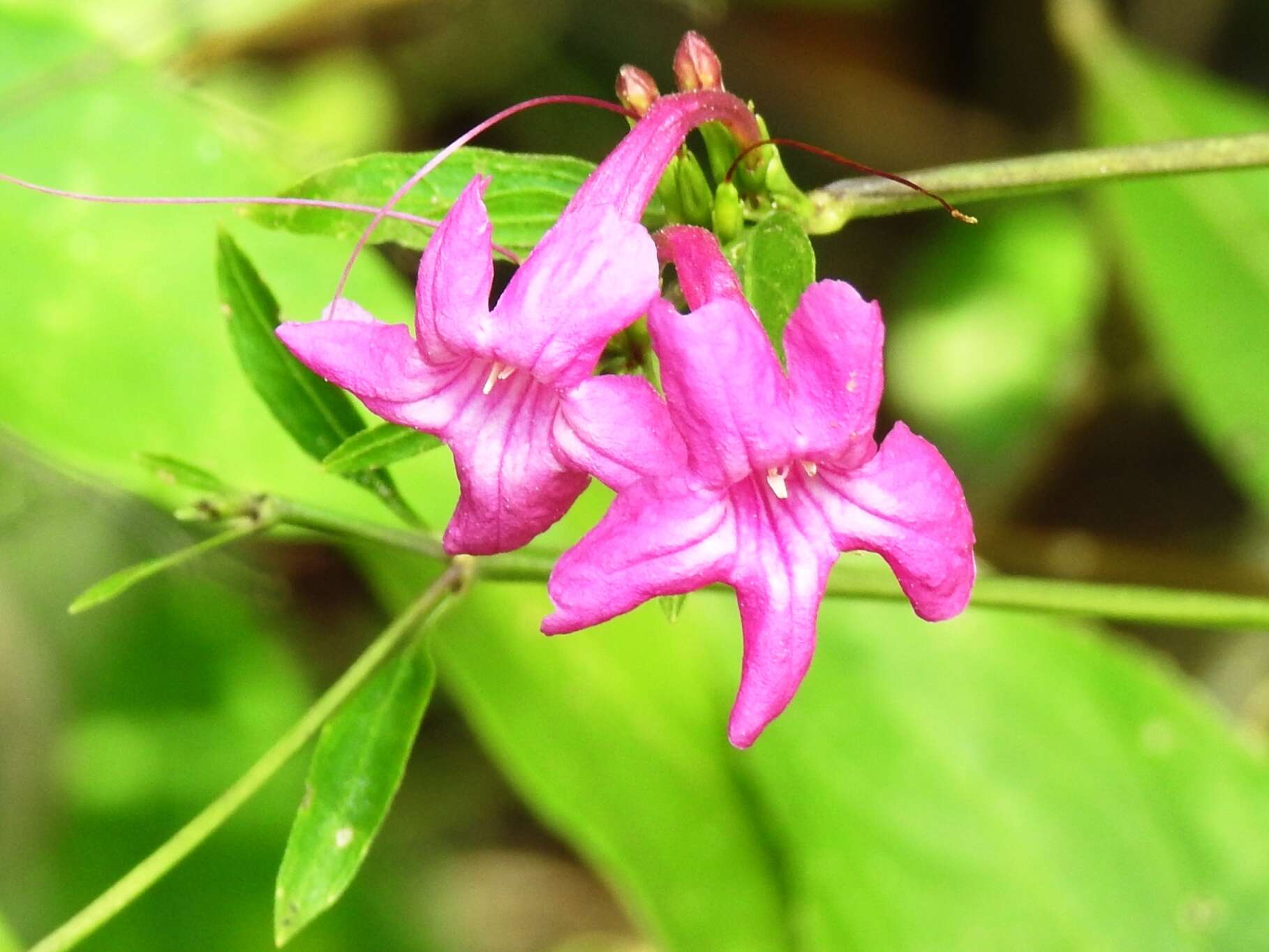 Image of Ruellia pereducta Standl. ex Lundell