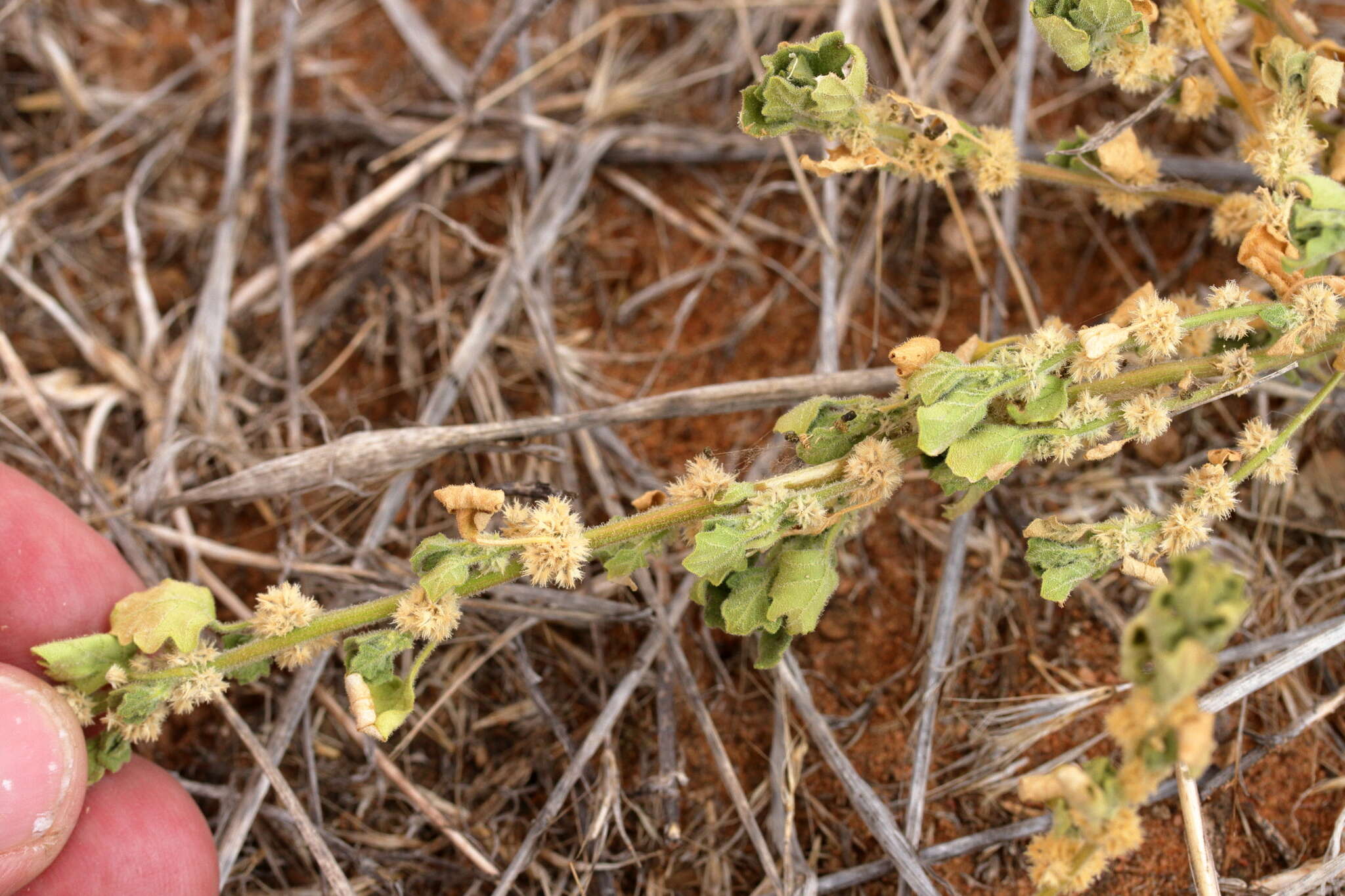 Sivun Dysphania cristata (F. Müll.) Mosyakin & Clemants kuva