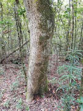 Plancia ëd Olea capensis subsp. macrocarpa (C. H. Wright) I. Verd.