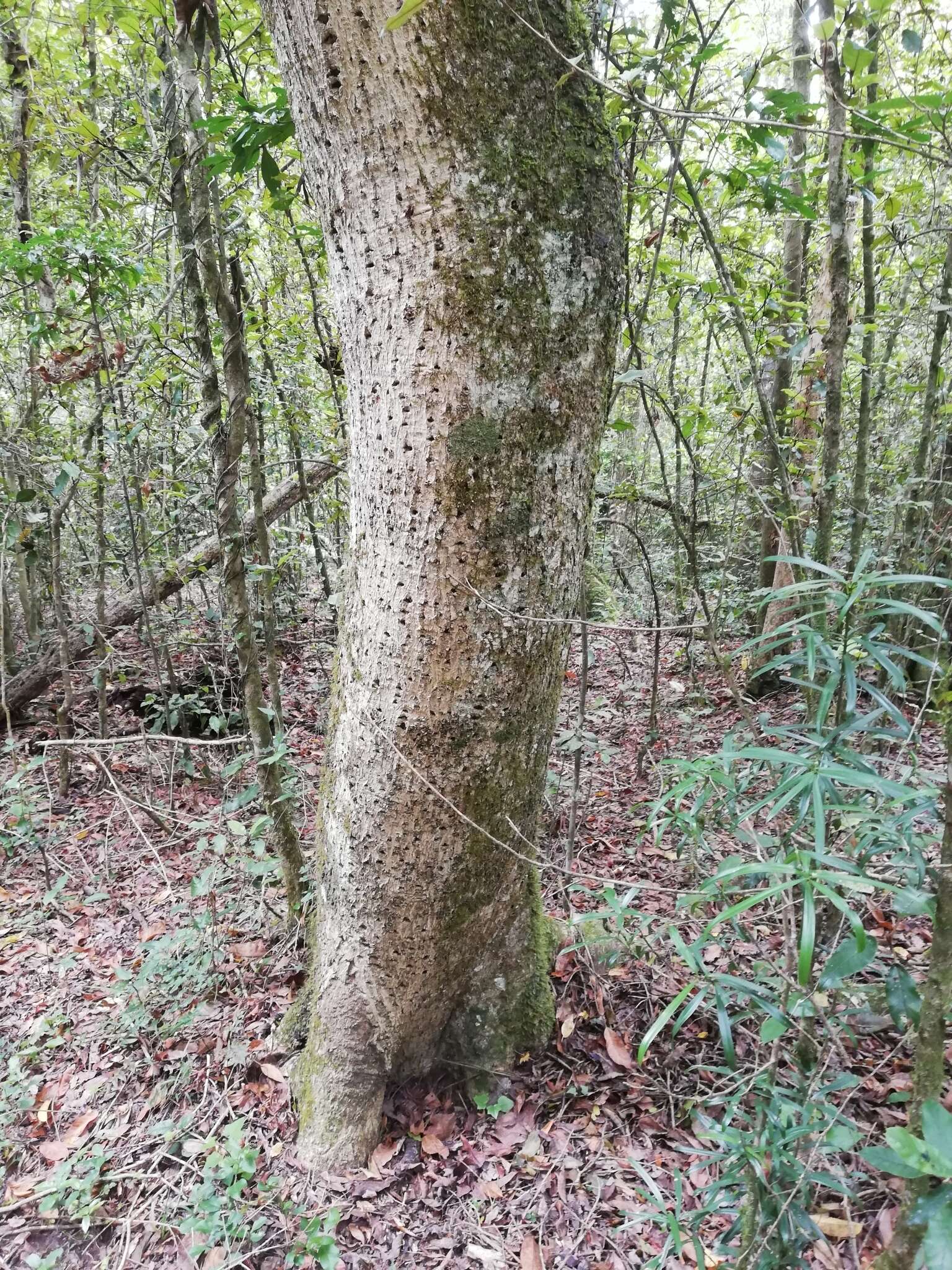 Image of Olea capensis subsp. macrocarpa (C. H. Wright) I. Verd.