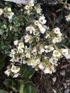 Image of yellow arctic draba