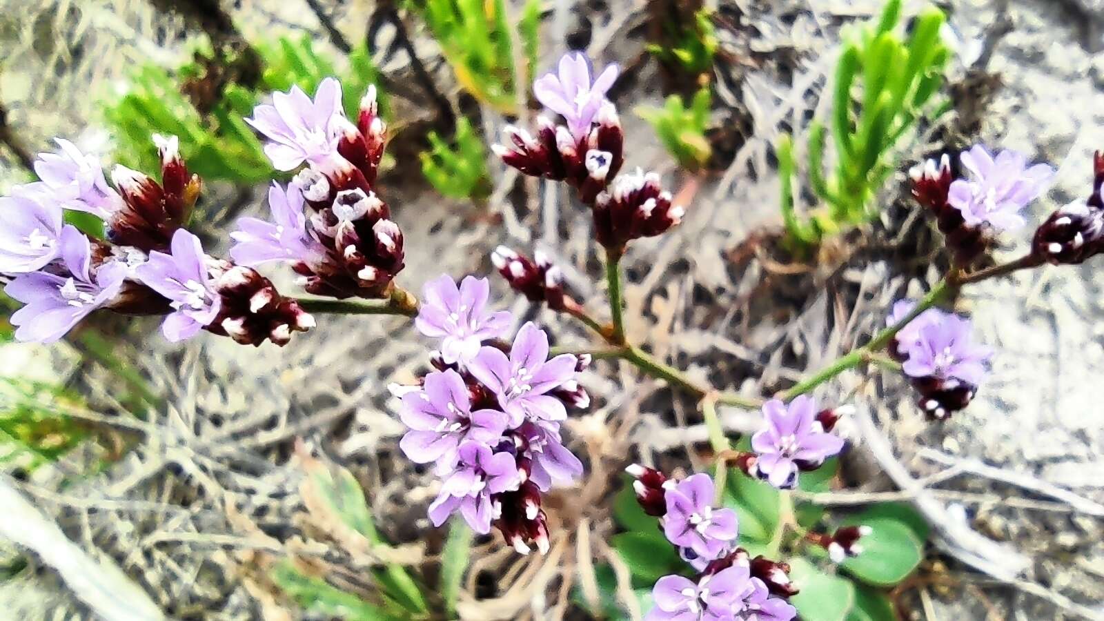 Image of Limonium multiflorum Erben