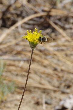 Image of fineleaf hymenopappus