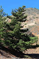 Image of Guadalupe island pine