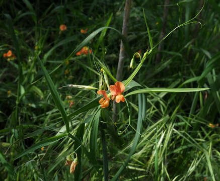 Image of Lathyrus hierosolymitanus Boiss.