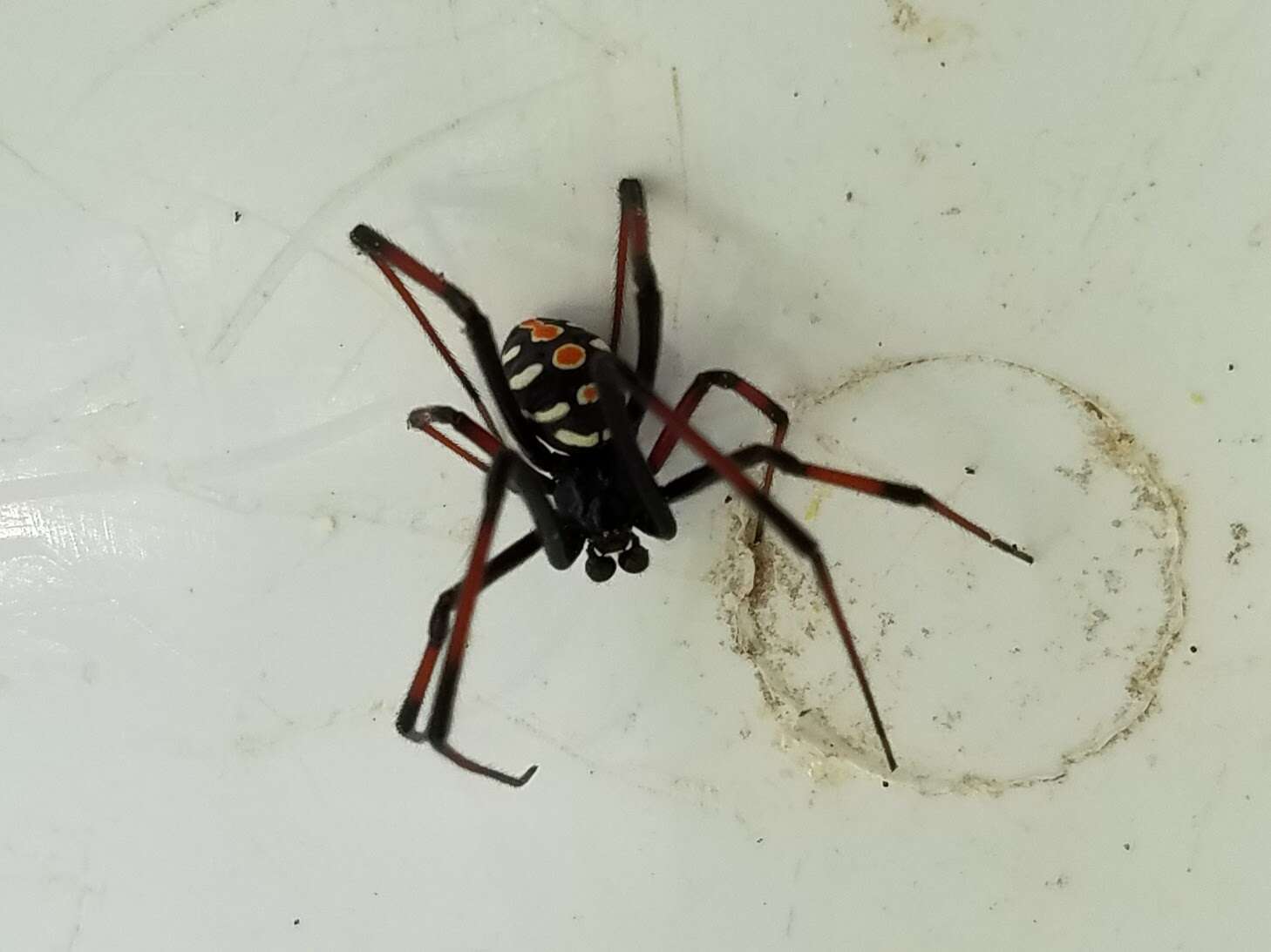 Latrodectus variolus Walckenaer 1837的圖片