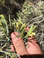 Image of Santalum murrayanum (T. Mitch.) C. Gardner