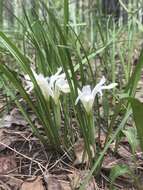 Imagem de Iris ruthenica subsp. ruthenica