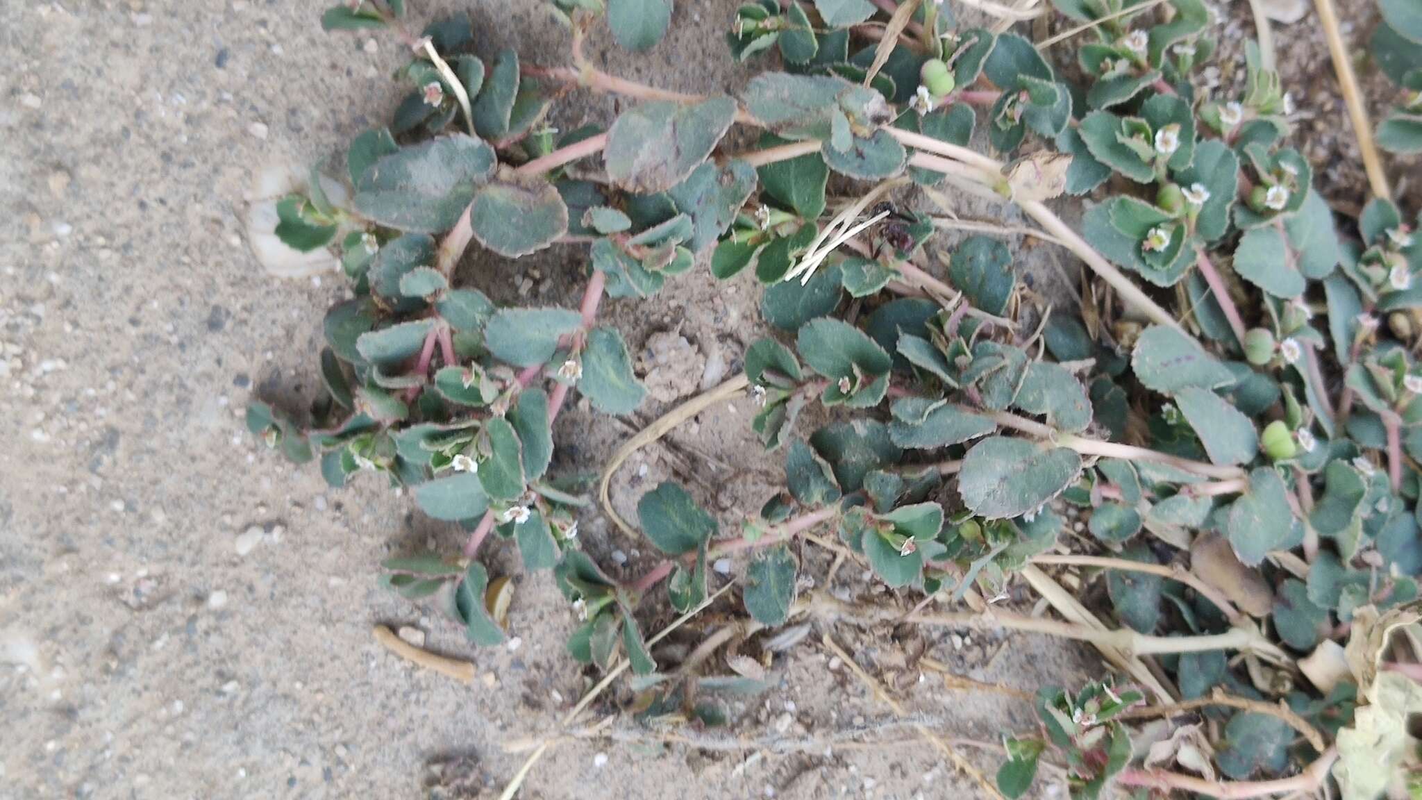 Image of Euphorbia chamaesyce L.