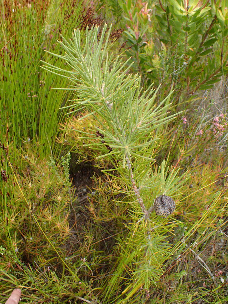 Image de Hakea gibbosa (Sm.) Cav.