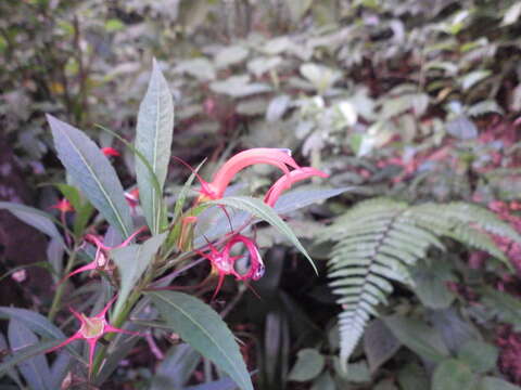 Imagem de Lobelia persicifolia Lam.