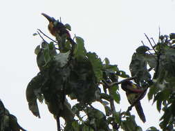 Image of Fiery-billed Aracari