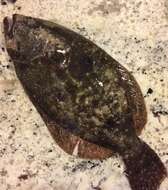 Image of Gulf Flounder