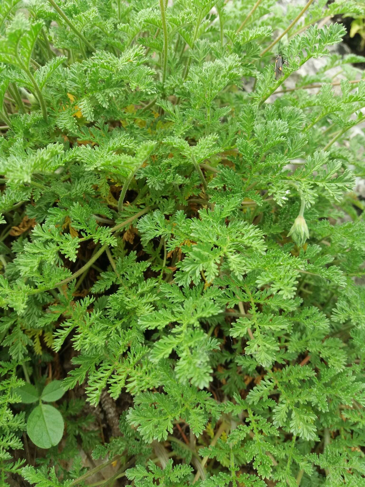 Sivun Erodium glandulosum (Cav.) Willd. kuva