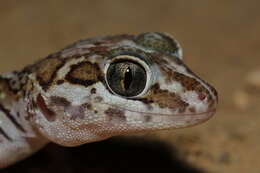 Image of Panther Gecko