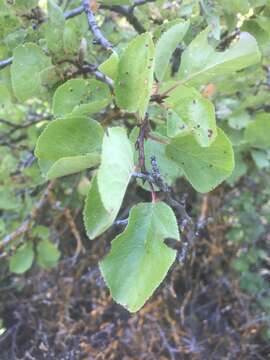 Prunus subcordata subsp. rubicunda (Jeps.) E. Murray的圖片