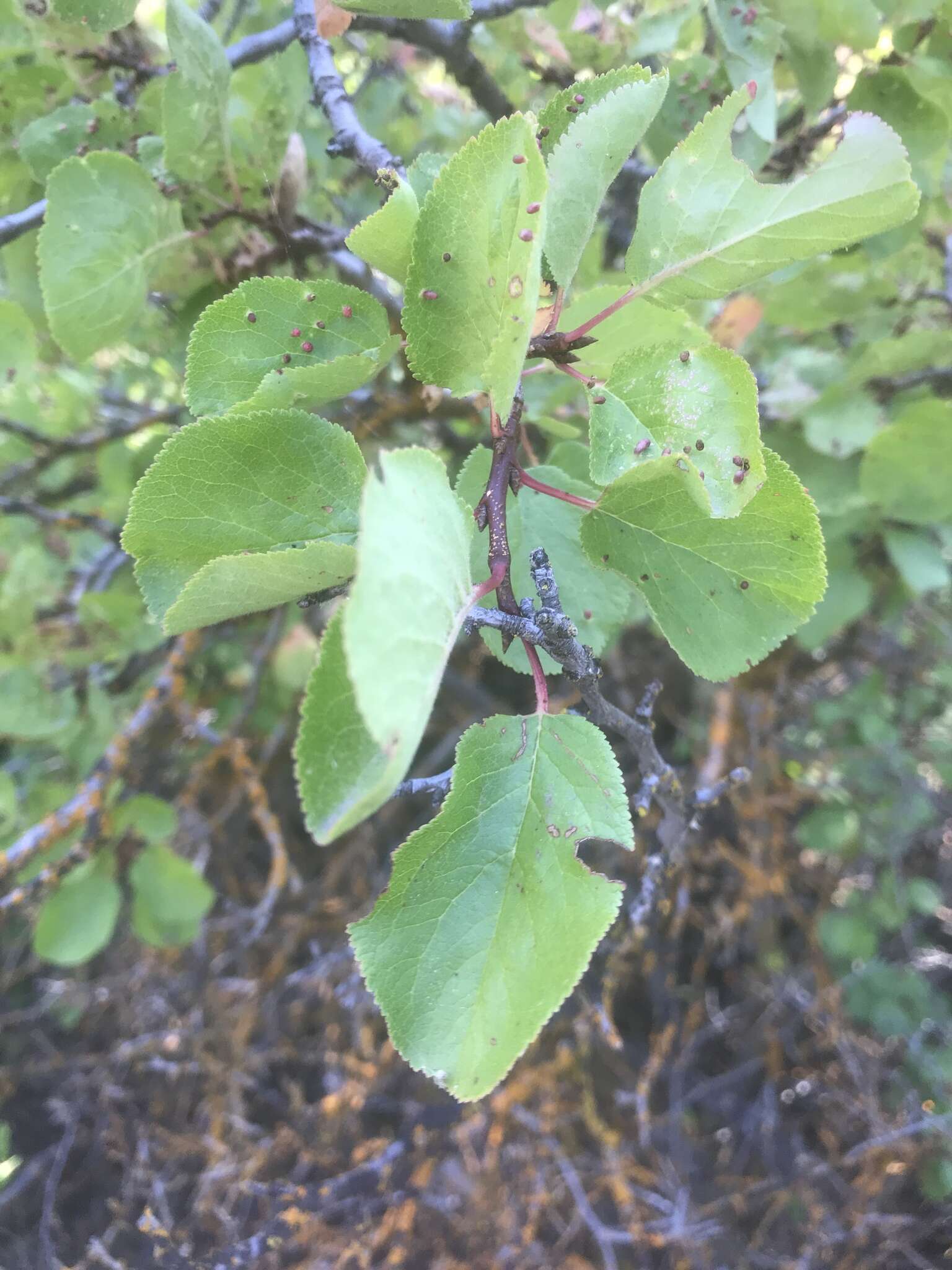 Image of Klamath plum