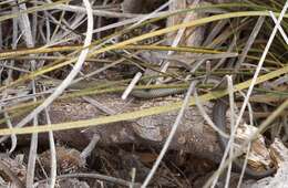 Image of Dwarf Copperhead