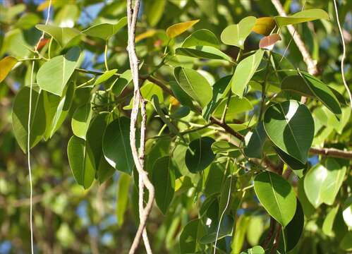 Image of Ficus amplissima Sm.