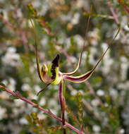 Image of Pointing spider orchid