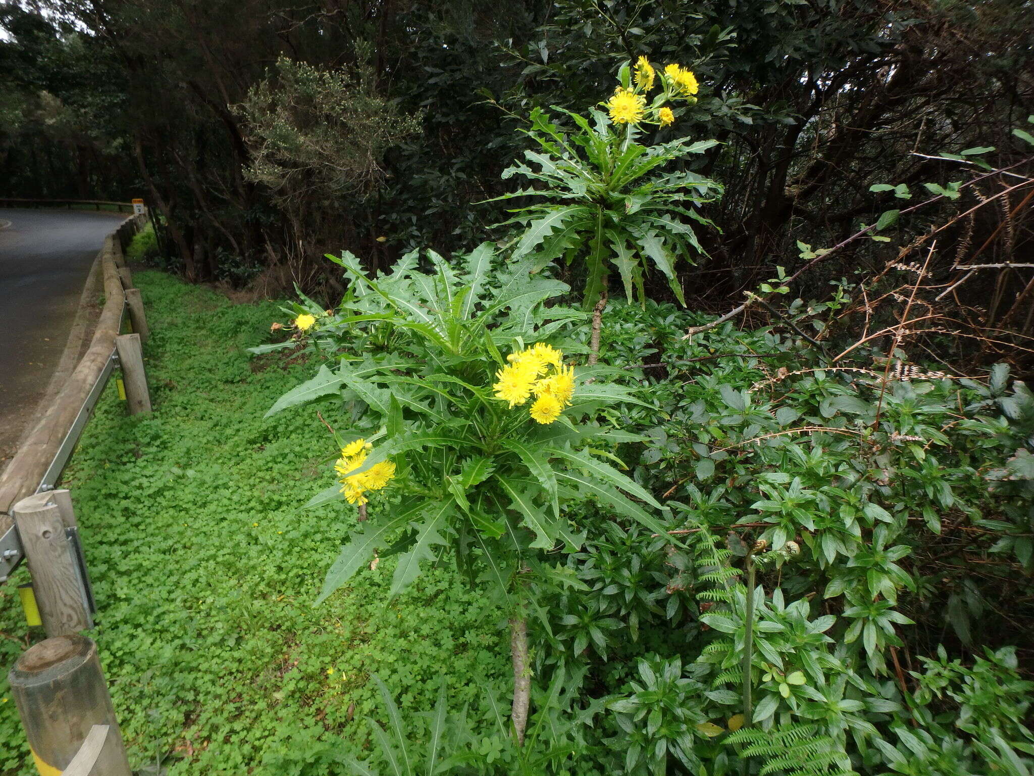 Imagem de Sonchus congestus Willd.