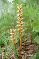 Image de <i>Orobanche krylowii</i> Beck