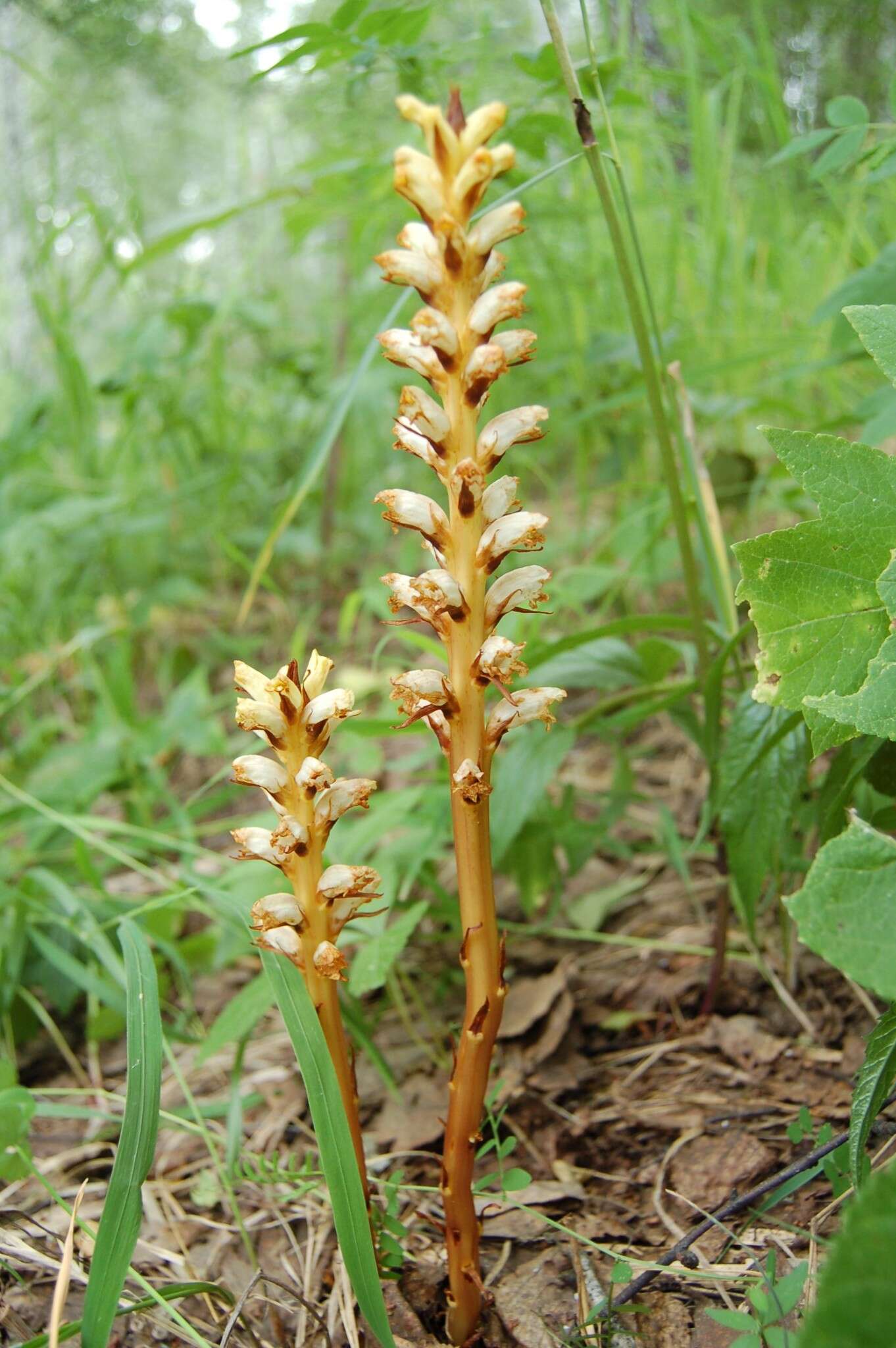 Image de <i>Orobanche krylowii</i> Beck