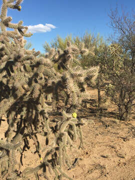 Image of Kelvin pricklypear